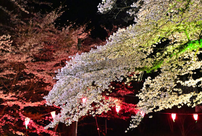 飯山白山森林公園桜の広場周辺のサクラの写真