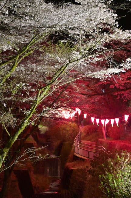 飯山観音大門参道 のサクラの写真