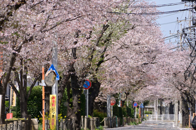 妻田東の桜並木のサクラの写真