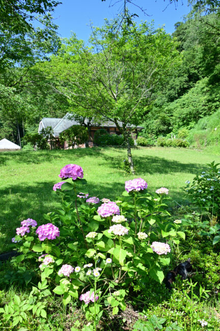 県立七沢森林公園さくらの園のアジサイの写真