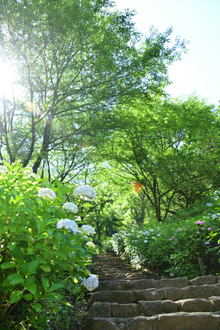 県立七沢森林公園さくらの園のアジサイの写真