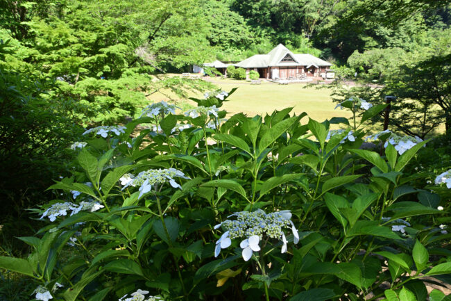 県立七沢森林公園さくらの園のアジサイの写真