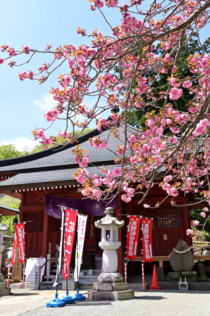 七沢観音寺のヤエザクラの写真