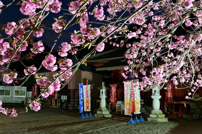 七沢観音寺のヤエザクラのライトアップの写真