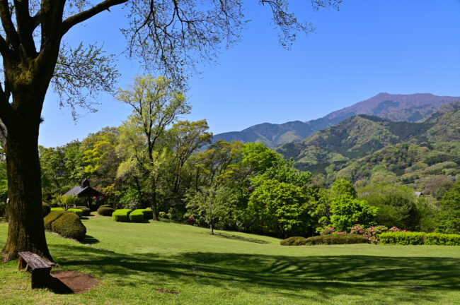 県立七沢森林公園のおおやま広場の新緑の写真