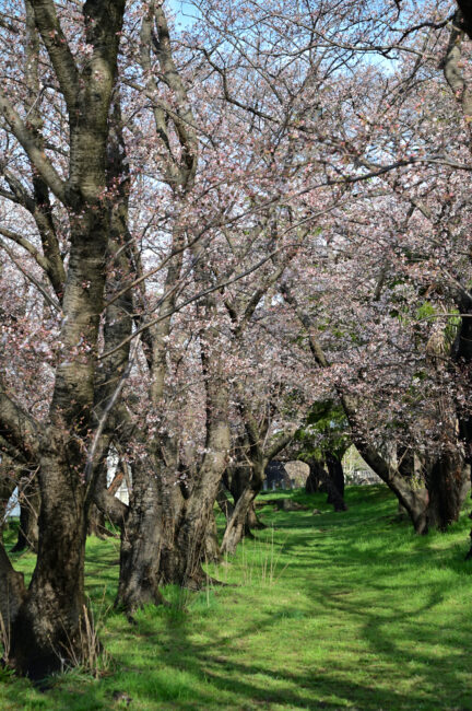 相模川三川合流点のサクラの写真