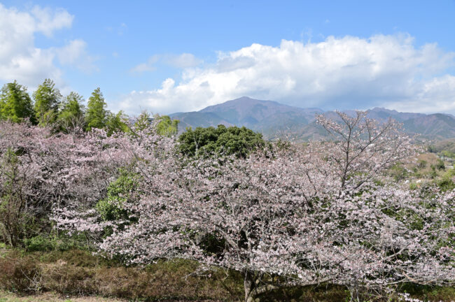 岩田山公園のサクラの写真