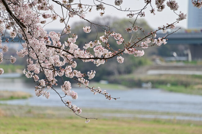 相模川三川合流点のサクラの写真