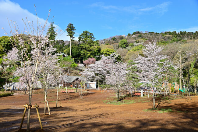 飯山白山森林公園桜の広場のサクラの写真