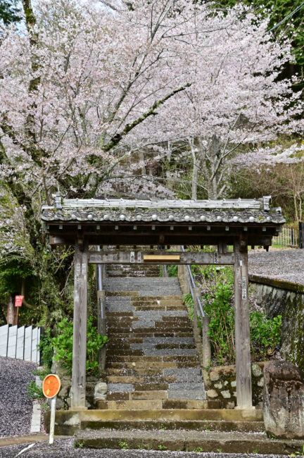 飯山観音の大門参道のサクラの写真