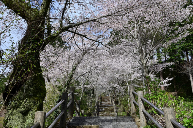 飯山観音大門参道のサクラの写真