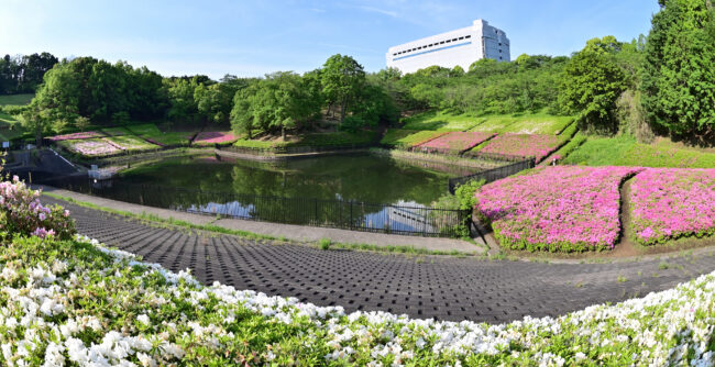 あつぎつつじの丘公園のツツジの写真