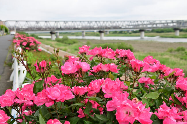 相模川ローズガーデン付近のバラの写真