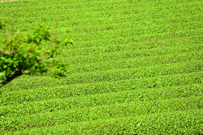 飯山の茶畑