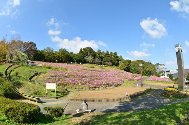 県立七沢森林公園のおおやま広場の新緑の写真