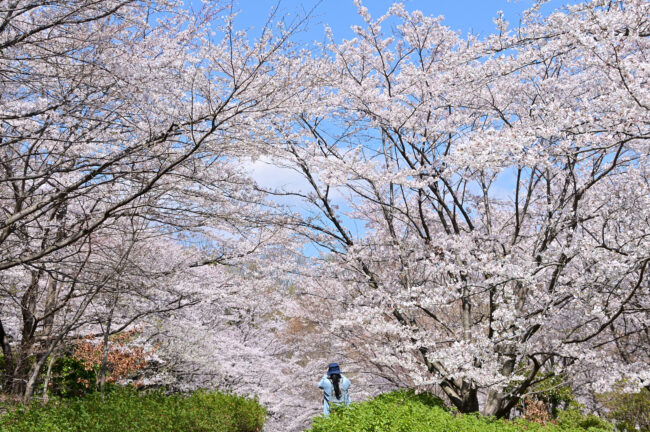 あつぎつつじの丘公園のサクラの写真