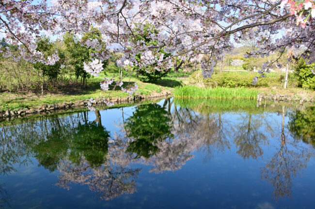 広町公園のサクラの写真