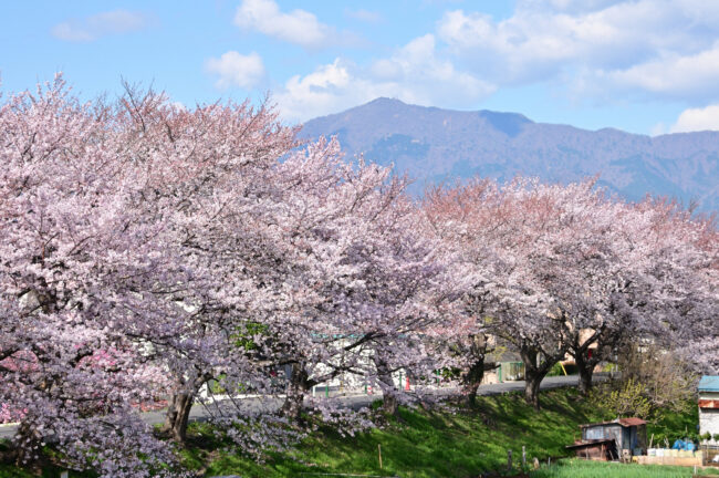 相模川三川合流点周辺のサクラの写真