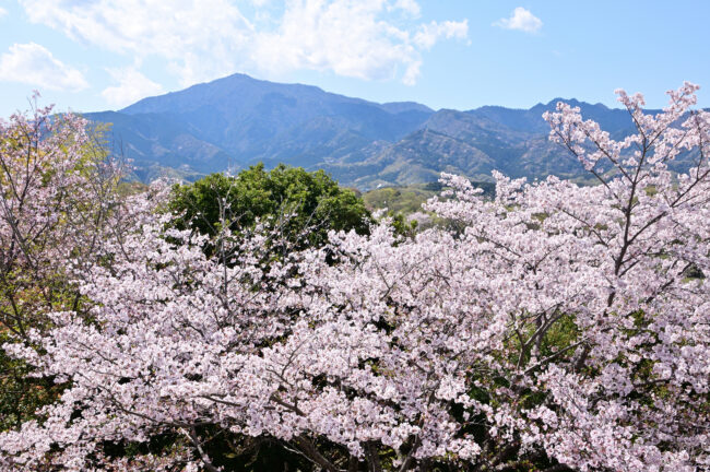 岩田山公園のサクラの写真