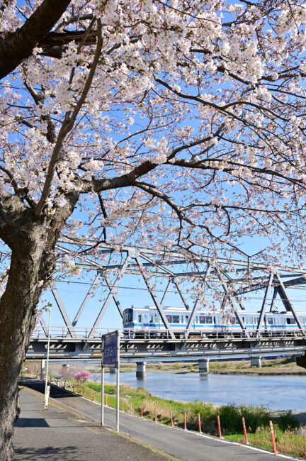 小田急線相模川鉄橋周辺のサクラの写真