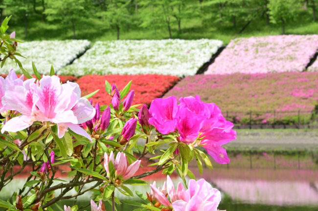 あつぎつつじの丘公園のツツジの写真