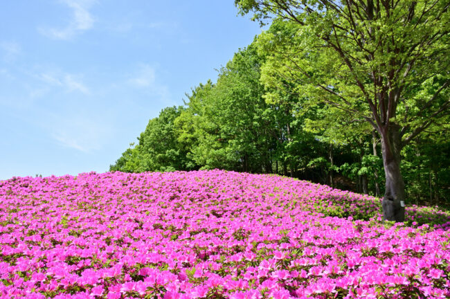 あつぎつつじの丘公園のツツジの写真