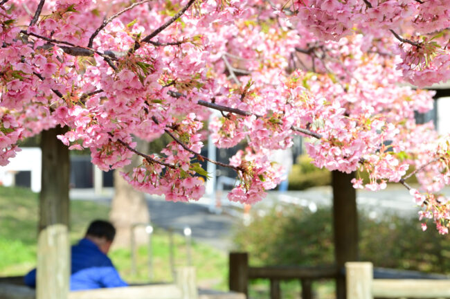 ふじみ公園のカワヅザクラの写真