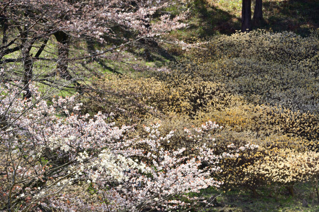 県立七沢森林公園さくらの園のサクラとミツマタの写真