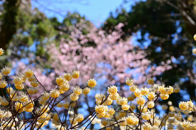 県立七沢森林公園さくらの園のミツマタの写真