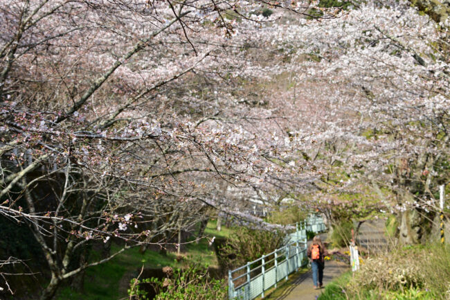 飯山観音大門参道のサクラの写真