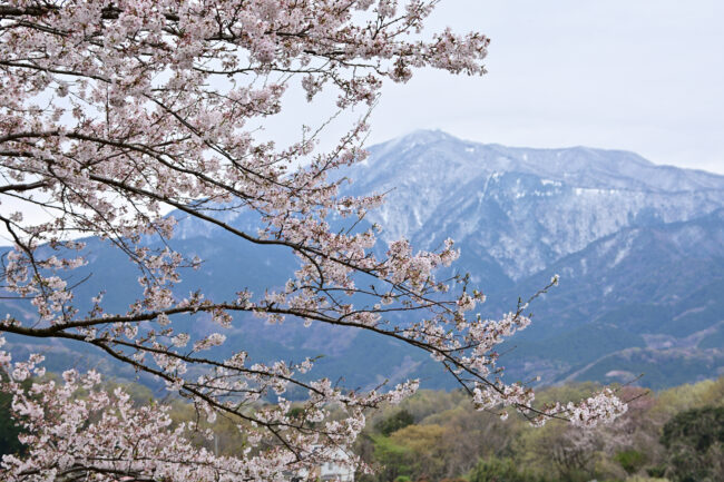 サクラと雪の大山の写真