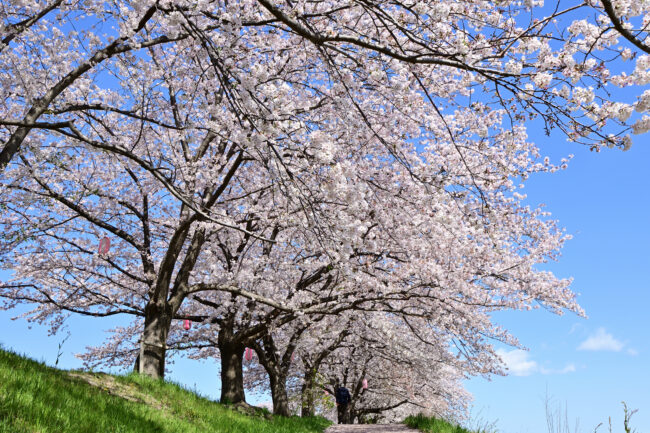 相模川三川合流点のサクラの写真