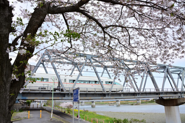 小田急線相模川鉄橋周辺のサクラの写真