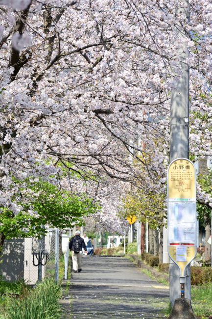 小野橋周辺のサクラの写真