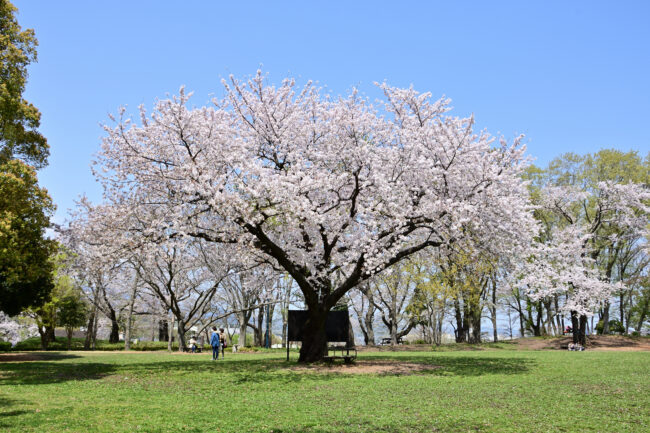 ぼうさいの丘公園のサクラの写真