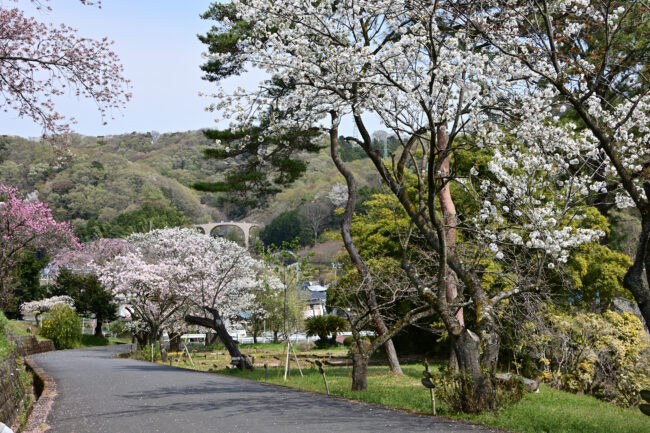 県自然環境保全センターのサクラの写真