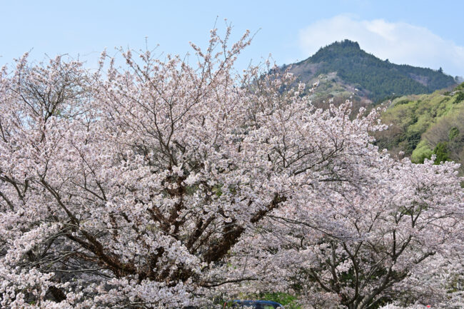 広沢寺温泉周辺のサクラの写真