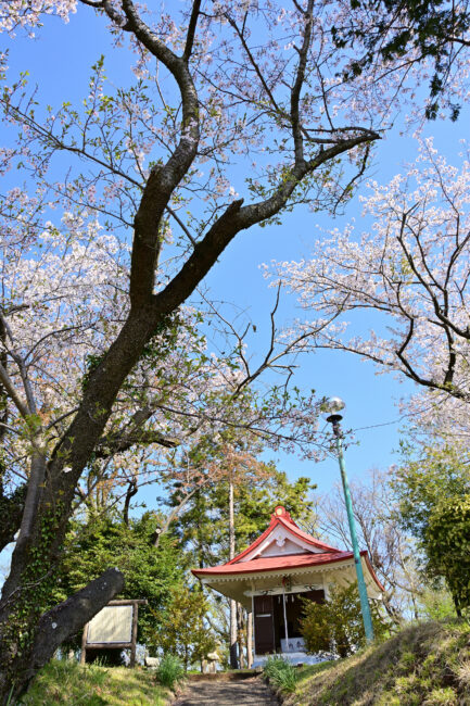 小町神社のサクラの写真