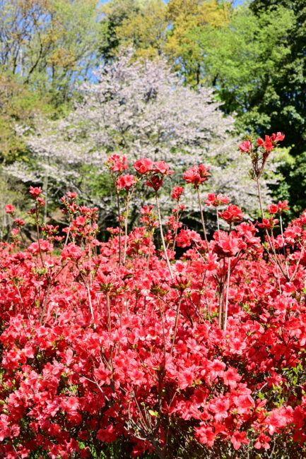 あつぎつつじの丘公園のツツジの写真