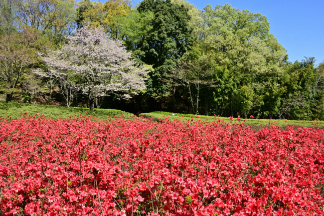 あつぎつつじの丘公園のツツジの写真