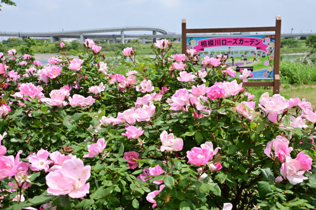 相模川ローズガーデンのバラの写真