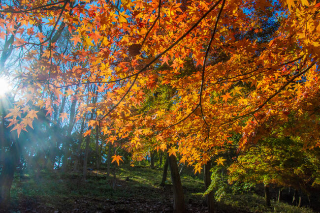 飯山白山森林公園の紅葉の写真