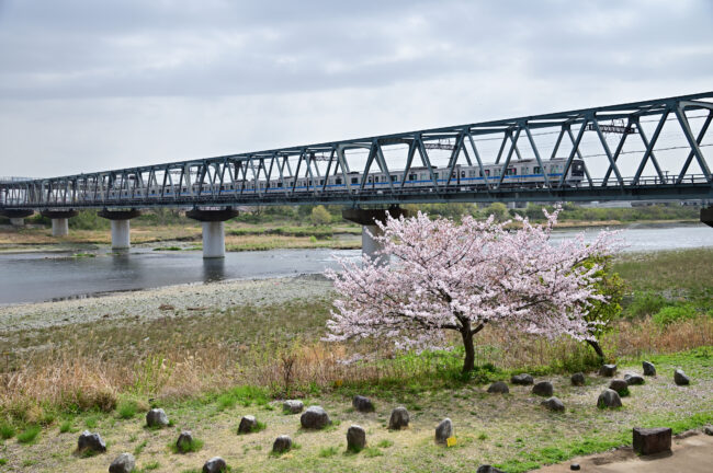 小田急線相模川鉄橋とサクラの写真
