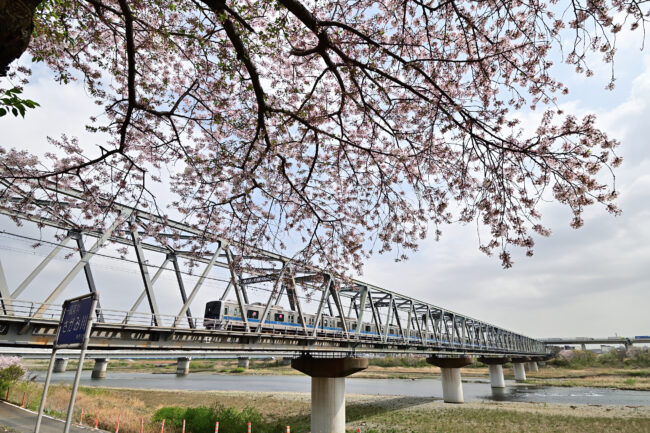 小田急線相模川鉄橋周辺のサクラの写真