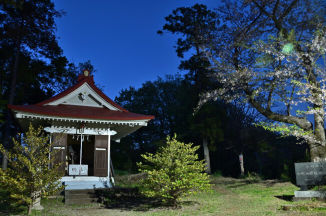 小町神社のサクラのライトアップの写真