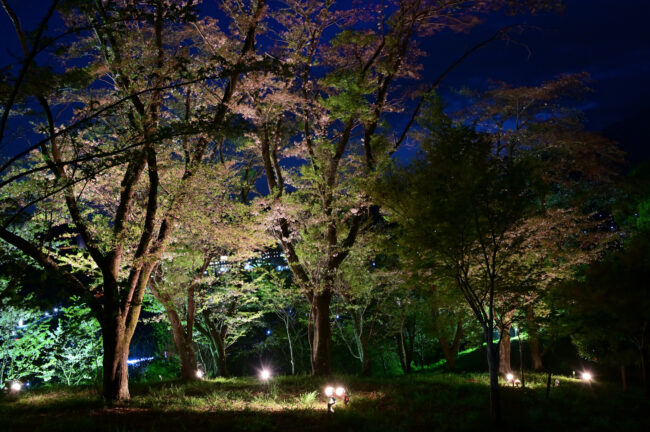 小町緑地のサクラのライトアップの写真