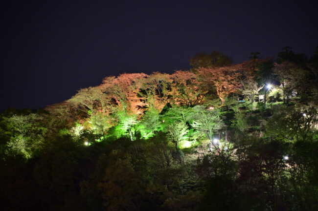 小町緑地のサクラのライトアップの写真
