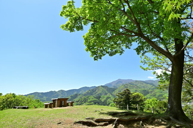 県立七沢森林公園のななさわの丘の新緑の写真