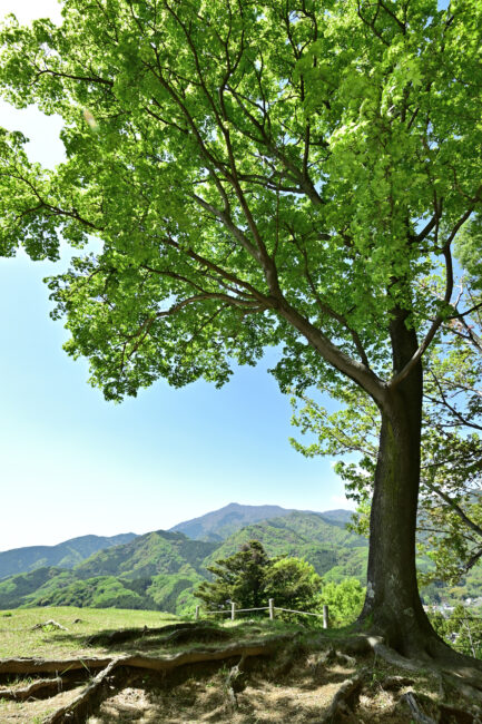 県立七沢森林公園ななさわの丘の新緑の写真