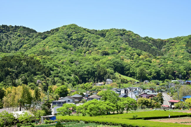 新緑の飯山白山森林公園の写真